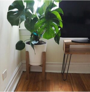 Bienwood, houten bloempotstandaard, set van 2, houten bloempot, bloemenstandaard - Afbeelding 5